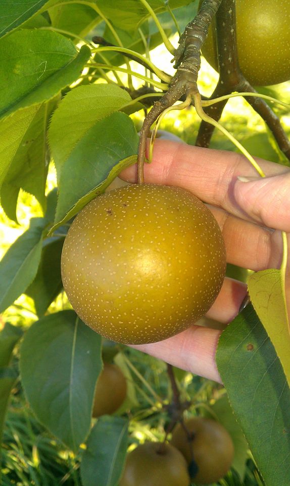 golden oaks farm apples
