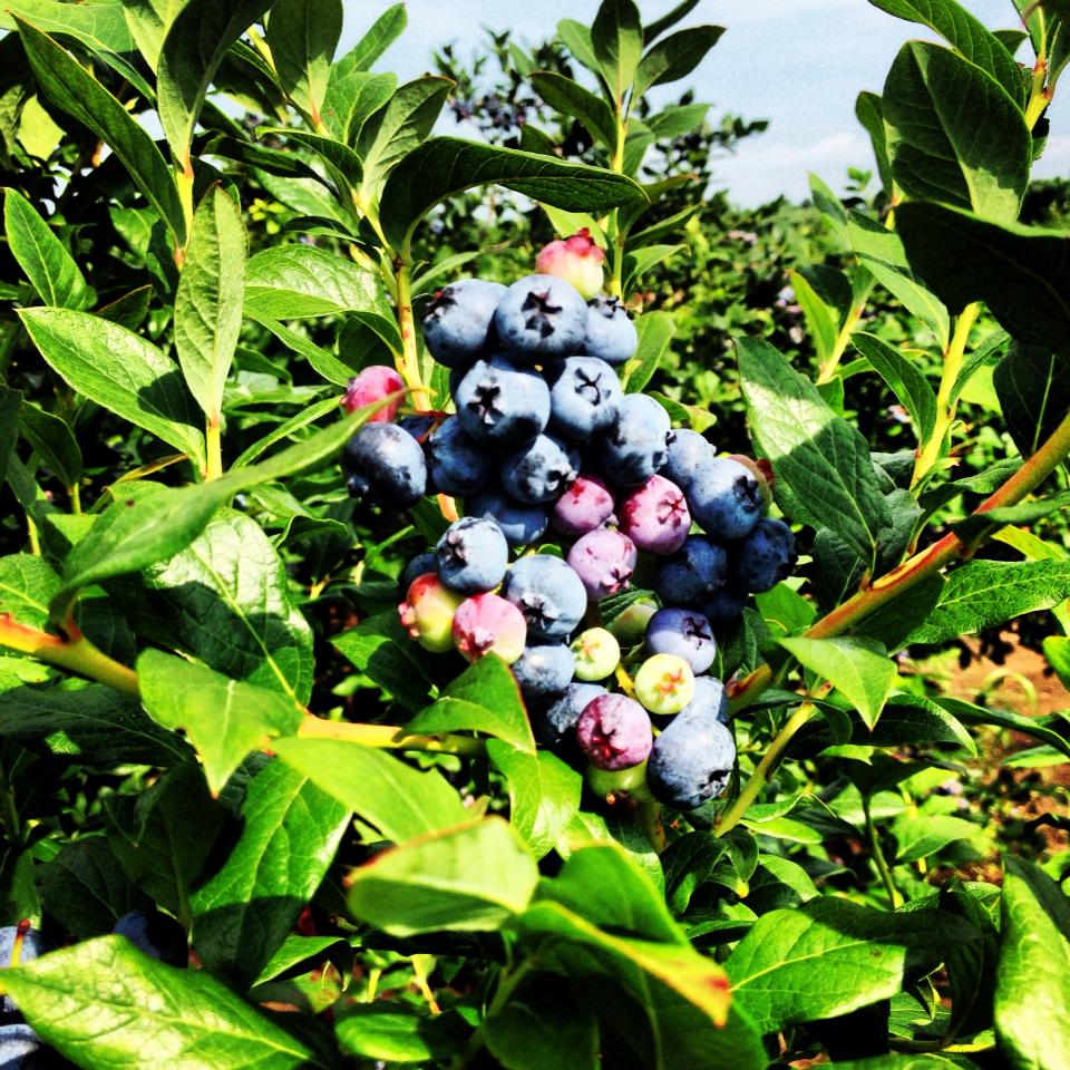 The Green Barn Berry Farm PickYourOwn Farm   998536 571572296215041 1362681488 N 