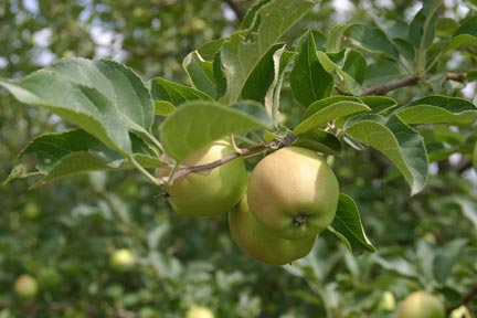 fireside orchard in northfield mn