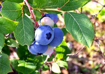 A & B Blueberry Farm | PickYourOwn.farm