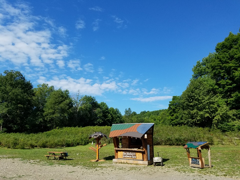 The Blueberry Treehouse Farm PickYourOwn Farm   13876137 1745556149033735 1500196836037396108 N 