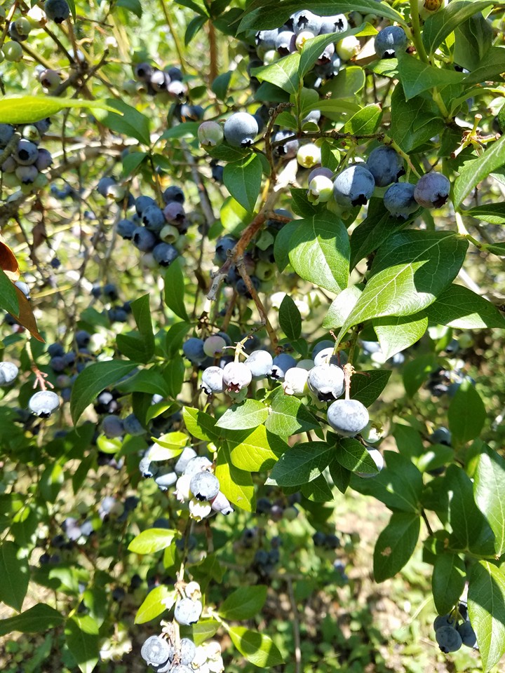 The Blueberry Treehouse Farm PickYourOwn Farm   13912837 1743793885876628 4883791324623297236 N 