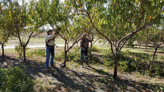 wind drift orchards east pickyourown farm sorghum mill christmas tree