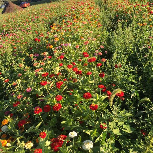 Buhrmaster Family Farm PickYourOwn.farm