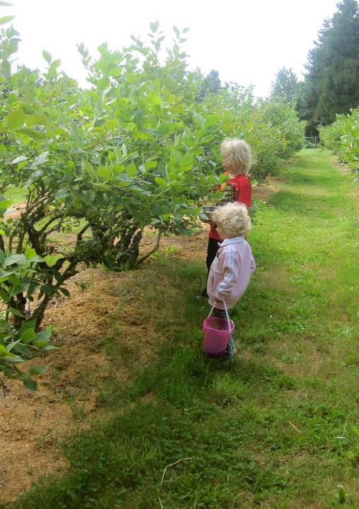 B&B Blueberries | PickYourOwn.farm