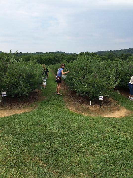 Bee Sweet Berry Farm | PickYourOwn.farm