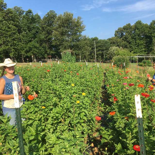 Wye Mountain Flowers and Berries PickYourOwn.farm