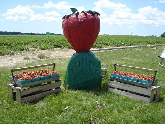 Huhn Strawberry Farm Pickyourown Farm