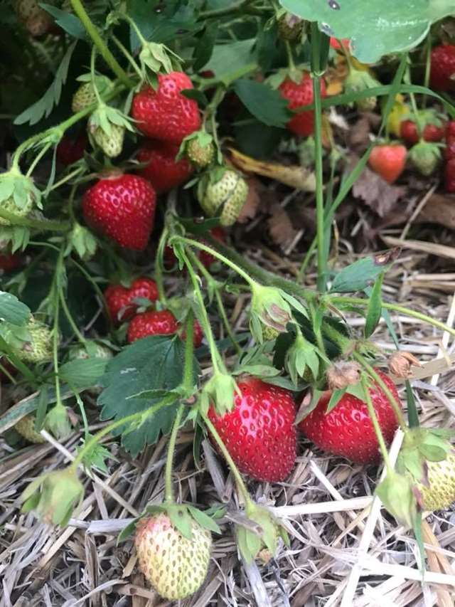 Huhn Strawberry Farm Pickyourown Farm